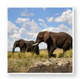 zambezi Zambezi