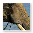 Zambezi Zambezi